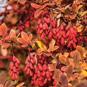 Барбарис Обыкновенный