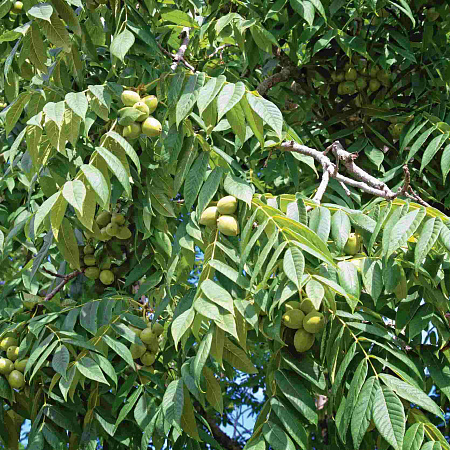 Фото Орех Маньчжурский