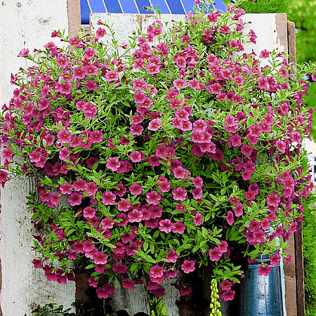 Фото Калибрахоа Каблум Насыщенный розовый