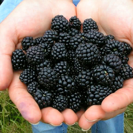 Фото Ежевика Мертон торнлесс