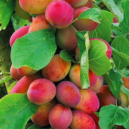 Фото Комплект сливы №1: Горная черная, Алтайская юбилейная, Чемальская консервная