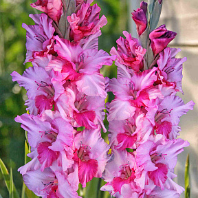 Гладиолус Арина