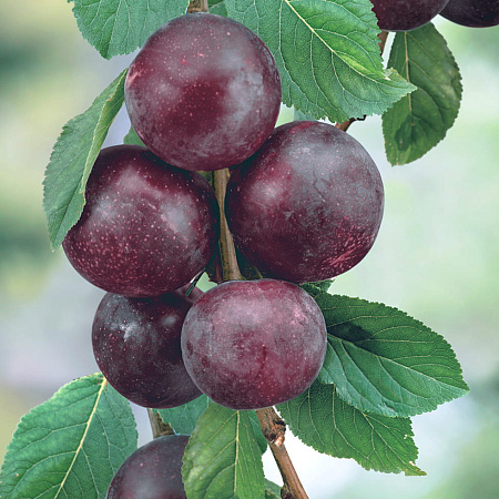 Фото Слива Даная