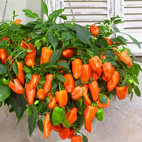 Перец сладкий Пепперс Фром Хевен Мини Свит Оранж F1