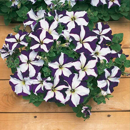 Фото Петуния Капит Синяя звезда