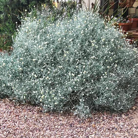 Фото Калоцефалус Брауна Серебряная подушка