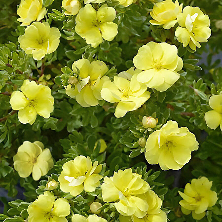 Фото Лапчатка кустарниковая Дабл Панч Голд