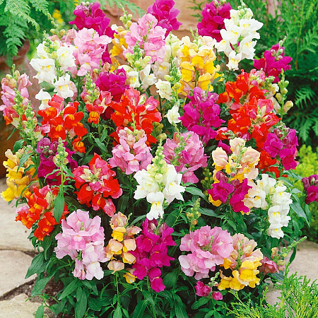 Фото Львиный зев Хоровод набор