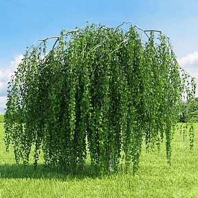 Берёза карликовая Повислая