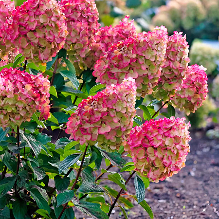Фото Гортензия метельчатая Колорфул Коктейль