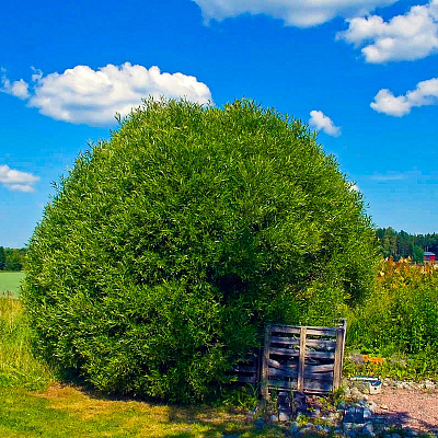 Ива Шаровидная