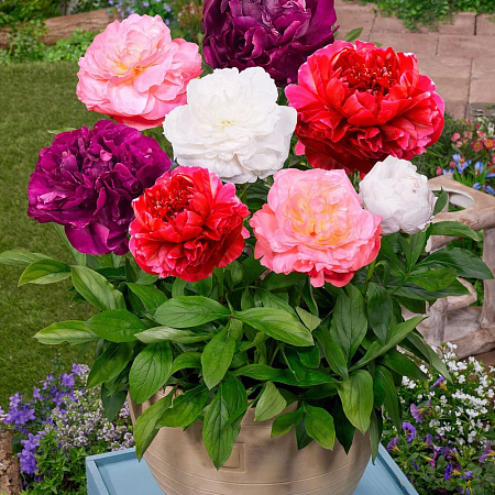 Фото Пион набор Суприм