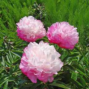 Пион травянистый Джокер