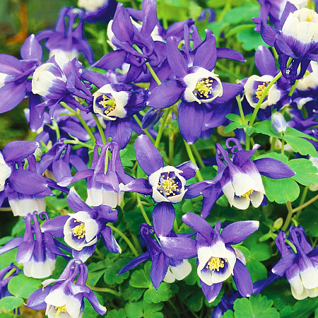 Фото Аквилегия Винки Бело-голубая