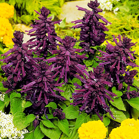 Фото Сальвия Виста Пурпурная