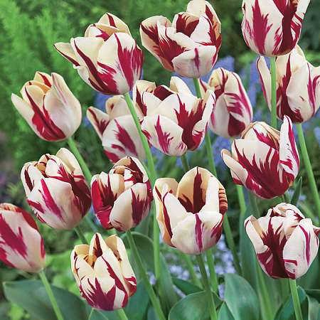 Фото Тюльпан Знатный вельможа