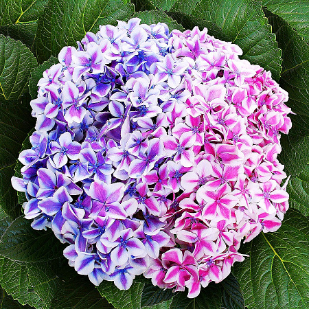 Фото Гортензия крупнолистная Мята