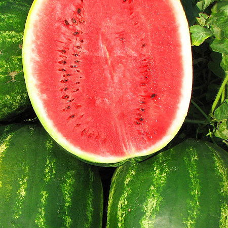 Фото Арбуз Бонта F1