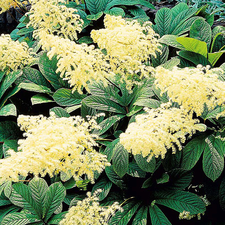 Фото Роджерсия