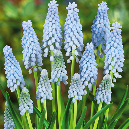 Фото Мускари Бейбиз бреф