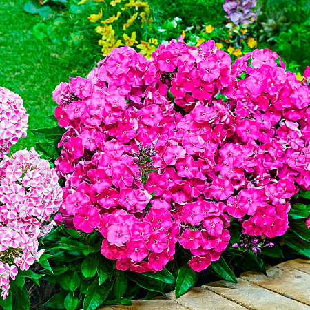 Фото Флокс метельчатый Бамбини Примадонна