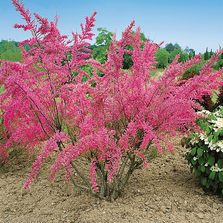 Фото Тамарикс четырехтычинковый