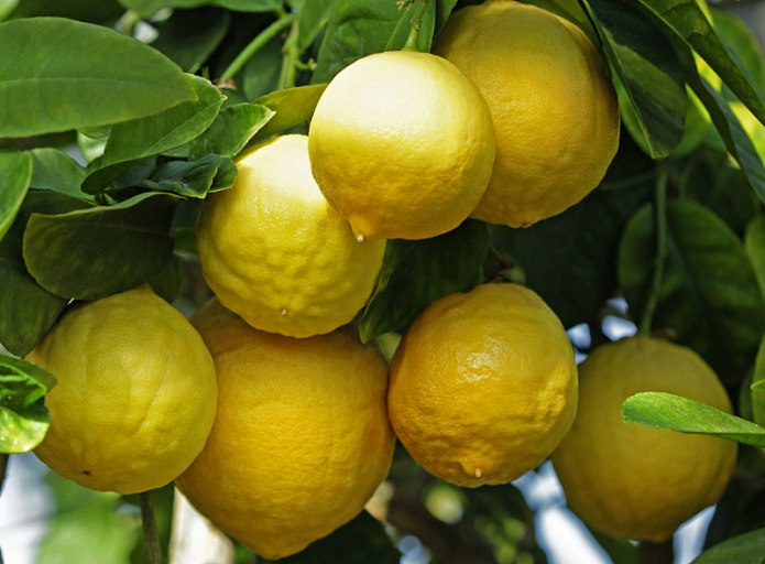 Всё о выращивании комнатных лимонов