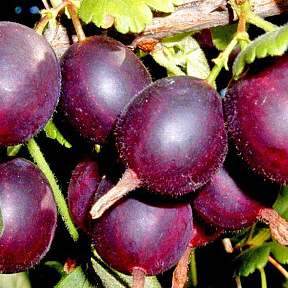 Крыжовник Северный капитан