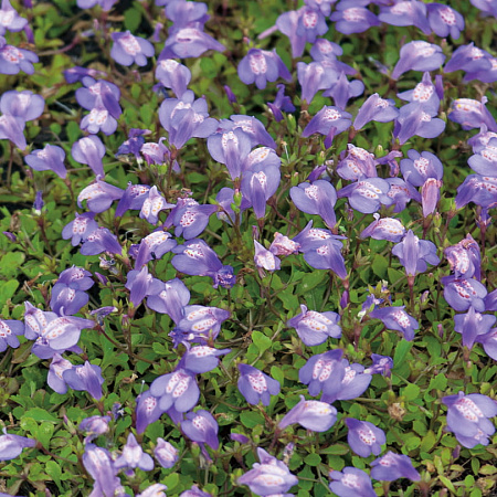 Фото Мазус ползучий