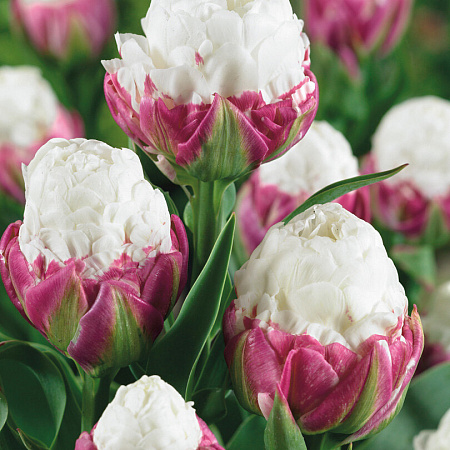 Фото Тюльпан Мороженое