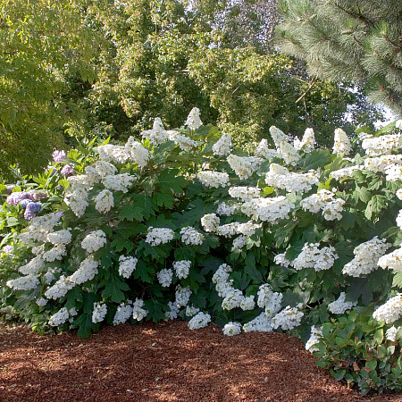Фото Гортензия дуболистная