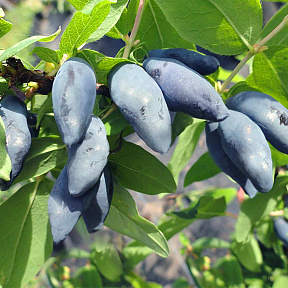 Жимолость Блю банана