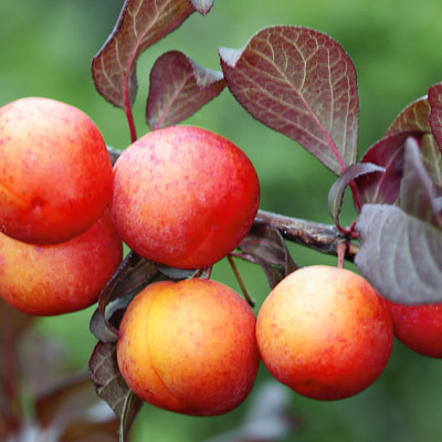 Слива Генеральская