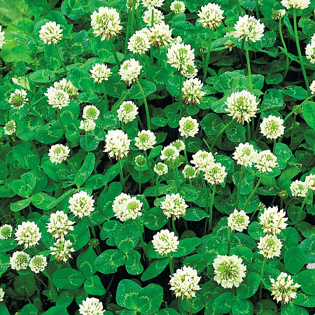 Фото Клевер Белый