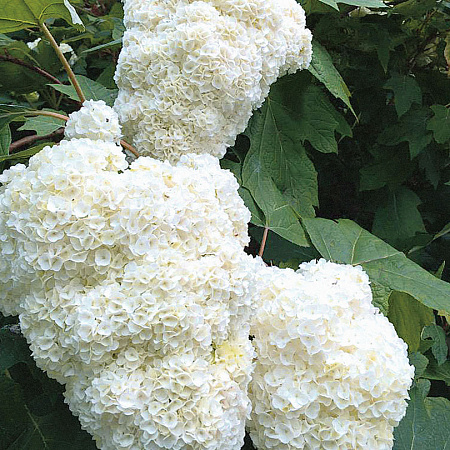 Фото Гортензия дуболистная Гармония