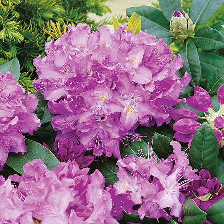 Фото Рододендрон Пурпуреум грандифлорум