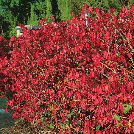 Фото Бересклет священный