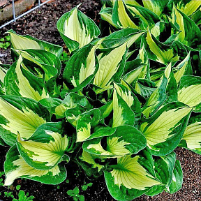 Хоста Колоред Халк