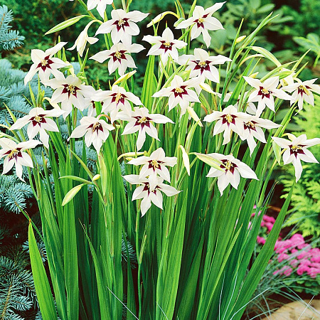 Фото Ацидантера Мюриэл