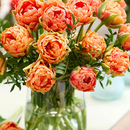 Фото Тюльпан махровый ранний Ориндж Флейвор