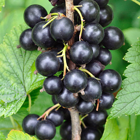 Смородина Сладкая жемчужина