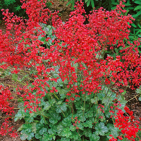 Фото Гейхера великолепная