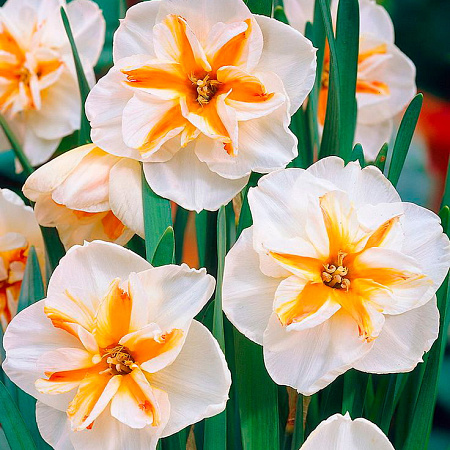 Фото Нарцисс Бродвей Стар