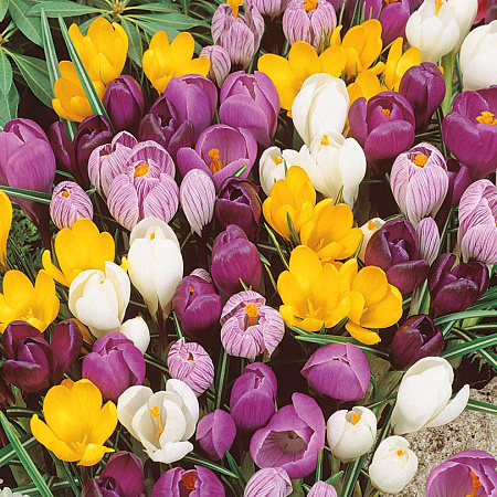 Фото Крокус Пастельный набор