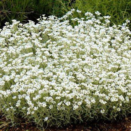 Фото Ясколка войлочная
