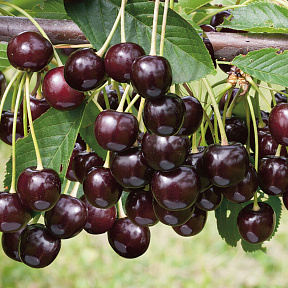 Вишня Брюнетка