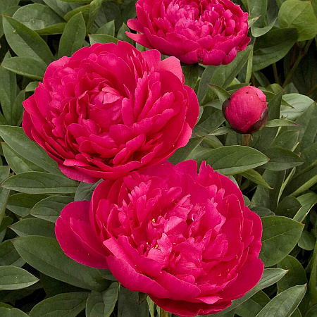 Фото Пион травянистый Канзас