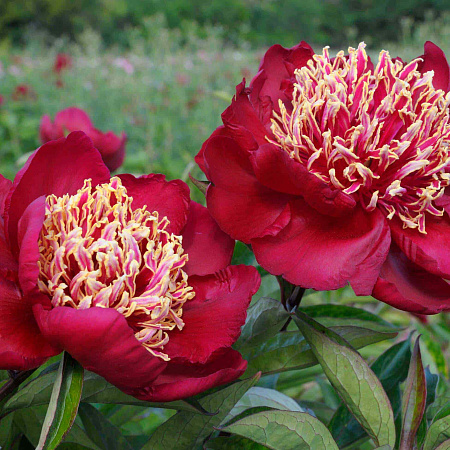 Фото Пион травянистый Чарльз Бургес