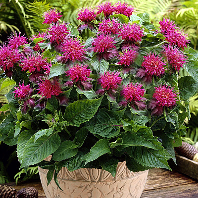 Монарда гибридная Пинк Суприм