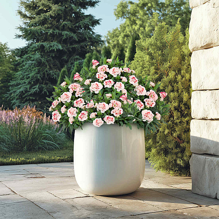 Фото Гвоздика Оскар Ред Стар